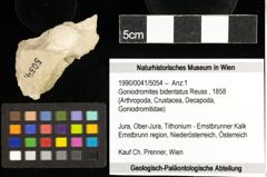 Foto (Objekt + Etiketten) von Goniodromites bidentatus (Reuss, 1858) 